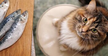 Omega-3 pro zvířata